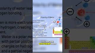 The Polarity of Water Opposite Charges and Hydrogen Bonds [upl. by Ecenahs]