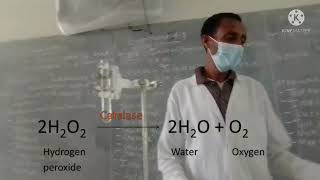 Experiment 4 decomposition reaction the decomposition of hydrogen per oxide [upl. by Yhtorod294]