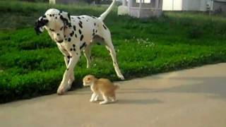 Dalmatian makes a new friend [upl. by Dee Dee]