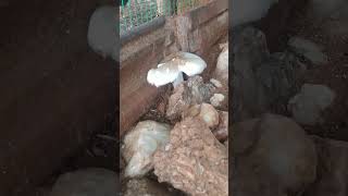 Mushroom farm reels nature farmanimals [upl. by Missi]