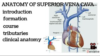 Superior vena cava anatomy lecture hindiIntroductionformationcoursetributariesclinical anatomy [upl. by Oecile]