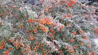 Orange Pyracantha Berries in Winter [upl. by Yleme393]