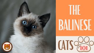 🐱 Cats 101 🐱 BALINESE CAT  Top Cat Facts about the BALINESE KittensCorner [upl. by Silverman]