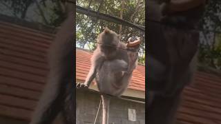 Monkey on the wire😱  Funny little monkey shortvideo funny funnyanimals funnyvideo trending [upl. by Aurita142]