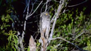 Urutau Nyctibius griseus Filmado en Cerro Largo [upl. by Uv]