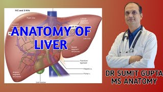 LIVER  ANATOMY [upl. by Fauver]