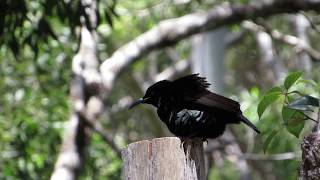 Victorias Riflebird display with female 1MVI 1717 [upl. by Torrie393]