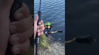 Foul hooked carp in the tail fishing viralvideo fish countrymusic carpfishing fypシ゚viral [upl. by Uwton]