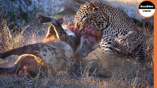 When a Leopard uses 99 of Its Strength to Finish Hyena [upl. by Negem241]