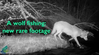 A wolf fishing new rare footage [upl. by Parsons]