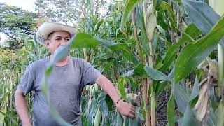 Empezaron las doblas de las milpas Señores🤠🌾🌽 [upl. by Adranoel]