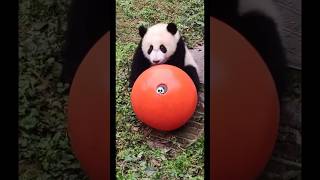 panda jugando con fútbol⚽️🐼pandadesiigner panda pandabear pandashorts pandasong pandacartoon [upl. by Sitoiyanap]