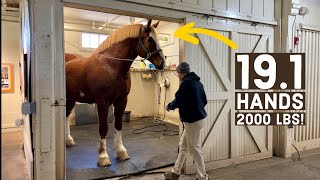 DRAFT HORSES amp MORE at the Kentucky Horse Park 🤩 [upl. by Nomrej644]