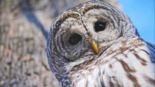 Barred Owl Call Ringtone  Ringtones for Android  Animal Ringtones [upl. by Lyndsey]