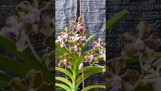 Wangi sultan anggrek Vanda Tessellata Hybrid [upl. by Zaslow772]