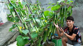 Method of growing cucumbers in plastic containers Growing cucumbers easily at home [upl. by Landel]