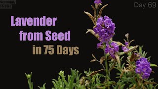 Lavender from Seed to Flower 💜 Time Lapse [upl. by Enogitna]