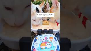 Feeding Stray Cats with a Hidden Camera cats cuteanimals straycats feeding hiddencamera funny [upl. by Odirfliw]