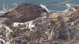 Second breakfast feeding for two osprey babies  PortLincoln Osprey  Oct 26 2024 [upl. by Jago844]