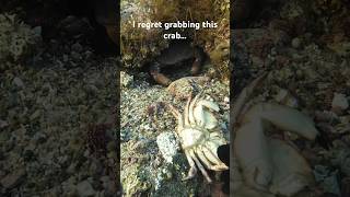 I Should’ve Not Have Grabbed This Crab… check out the comments spearfishing crabbing [upl. by Oakie]