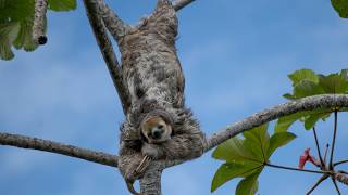 The Mystery of How Sloths Survive in the Tropical Rainforest [upl. by Appel]