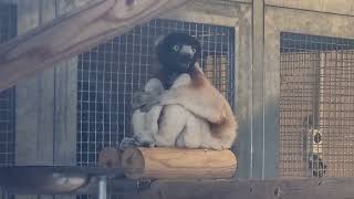 Verreauxs sifaka [upl. by Crystal]