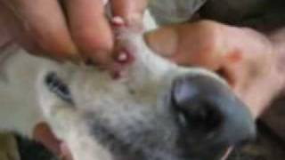 10 Botflies Removed From Dogs Snout [upl. by Retseh]