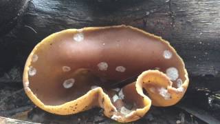 Peziza Cup Fungus Sporulating [upl. by Ayo]