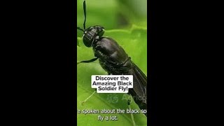 Discover the Amazing Black Soldier Fly [upl. by Irac313]