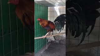 Kelsoyellow leg gallos rooster corridos [upl. by Nauqit]