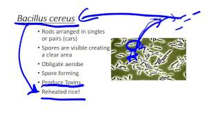 Bacillus cereus [upl. by Aylat744]