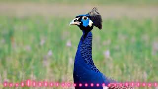 The most beautiful scenes from nature in 4K resolution of peafowl birds [upl. by Siuluj362]