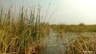 Baraila Tal Lake a massive wetland in Vaishali District of Bihar [upl. by Sparrow]