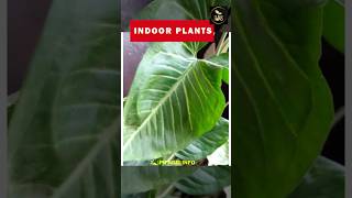 Beautiful Indoor Plants  Ornamental Plants  Horticulture  Floriculture  Garden Plants  Florist [upl. by Daveen576]