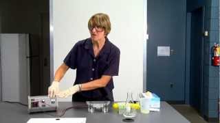 DNA gel electrophoresis lab demo [upl. by Kono]