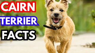 Cairn Terrier  Top 10 Facts [upl. by Aicertap]