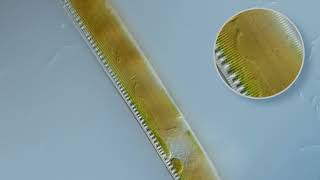 Live Diatoms [upl. by Dalia]