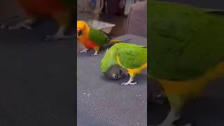 Animals cute funny videos [upl. by Silvestro]