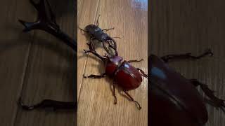 WATCH UNTIL THE END WHO WILL GIVE UP😲RHINOCEROS BEETLE VS STAG BEETLE shorts beetle [upl. by Enyala684]