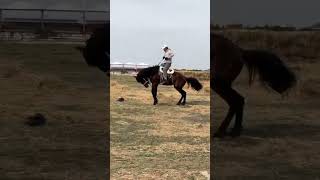 Horse goes wild when someone tries ride it horse animals animallover wild [upl. by Blaseio]