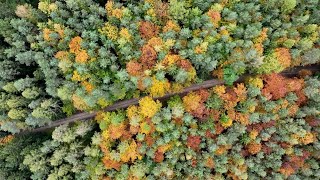 Drohnenflug über den Herbstwald hier [upl. by Laspisa]