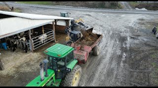 Cleaning Heifer Free Stall Barn [upl. by Nitnert897]