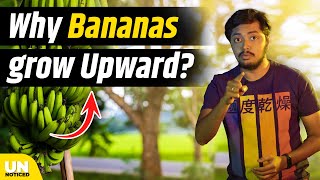 Why Bananas grow upward  Unnoticed 20  Ep 11  Tamil  LMES [upl. by Rees32]