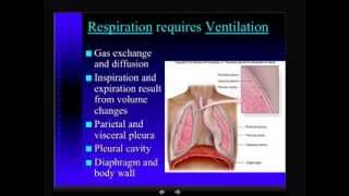 Anatomy  Respiratory System  Part 3 [upl. by Endys]