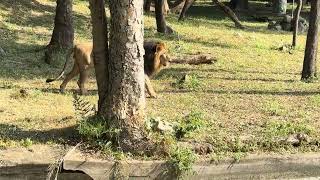 Majestic Lion Walking Through the Wild  King of the Jungle in Motion [upl. by Gnehs]