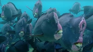 What Does a Humphead Parrotfish Eat  Blue Planet  BBC Earth [upl. by Lalaj]