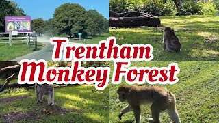 Trentham Monkey Forest  2023  A Day in My Life [upl. by Notyad]