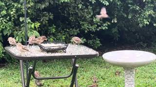 Unveiling the Fascinating World of Backyard Birds in Just 5 Minutes [upl. by Meares800]