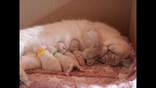 La naissance des bébés chats scottish straights et highlands 4K [upl. by Sulamith485]