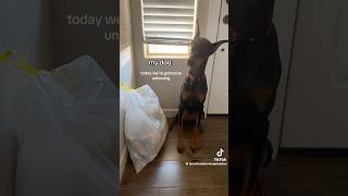 the voice i’m dead😭😭😭 tiktok funny dog real youtubeshorts fypシ゚ viralshorts [upl. by Daffi]